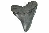 Serrated, Fossil Megalodon Tooth - South Carolina #248472-1